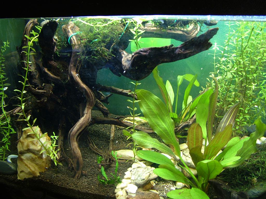 Aqua 044.JPG